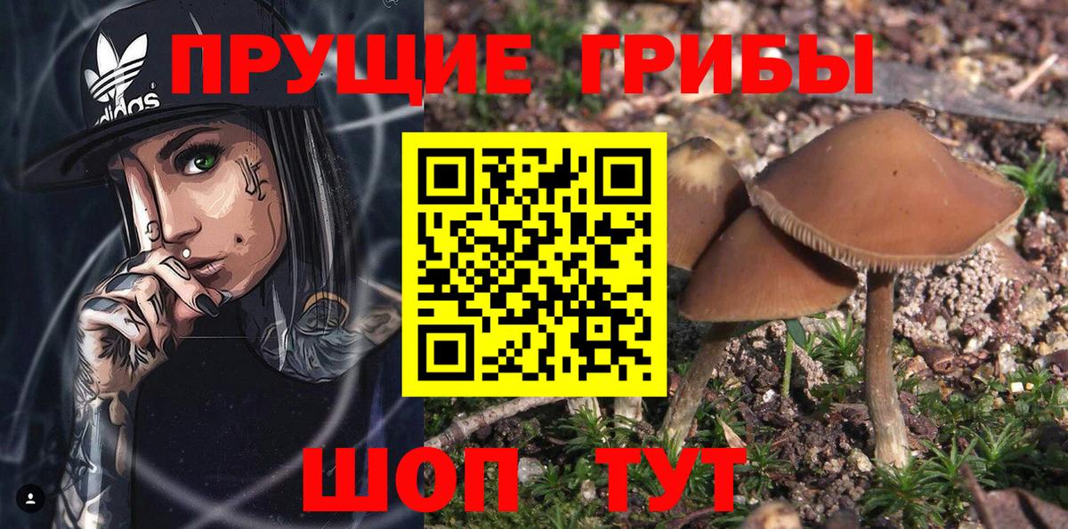 Галлюциногенные грибы прущие грибы  Вход с VPN  Нижневартовск  Псилоцибиновые грибы GOLDEN TEACHER 